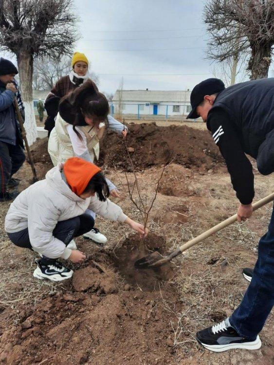 "Таза табиғат"акциясы  аясында мектеп ауласына ағаштар отырғызылды